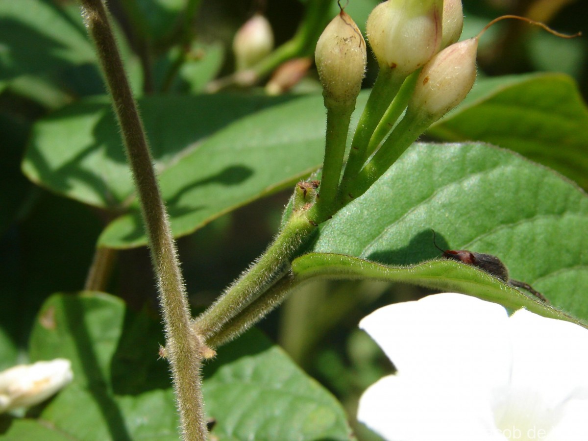 Camonea pilosa (Houtt.) A.R.Simões & Staples s.l.